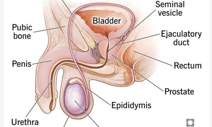 male reproductive system