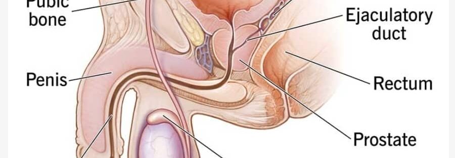 male reproductive system