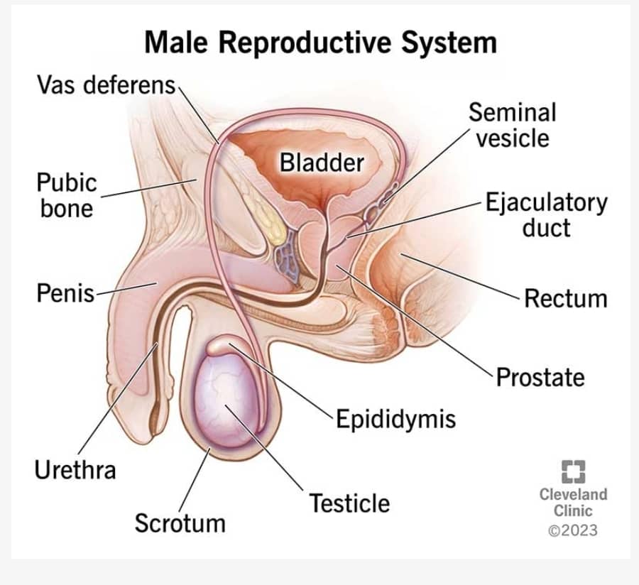 male reproductive system